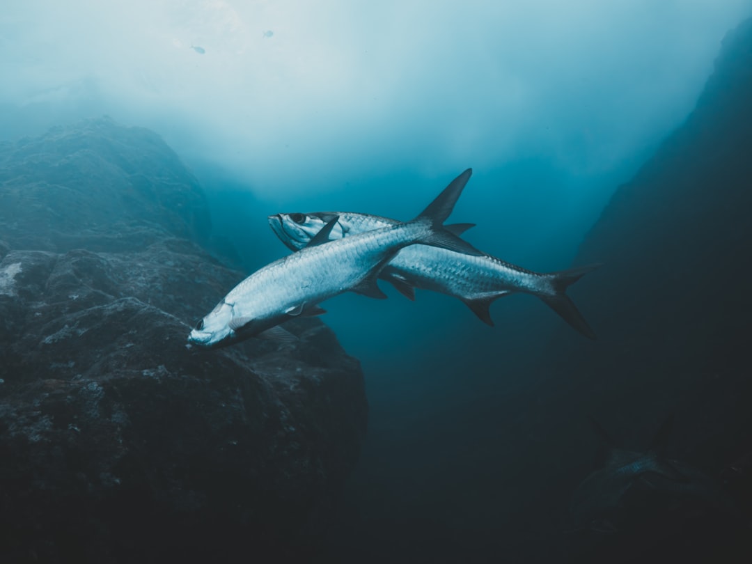 tarpon swimming in the water near a rock. Future Tarpon Dreams™ Destinations