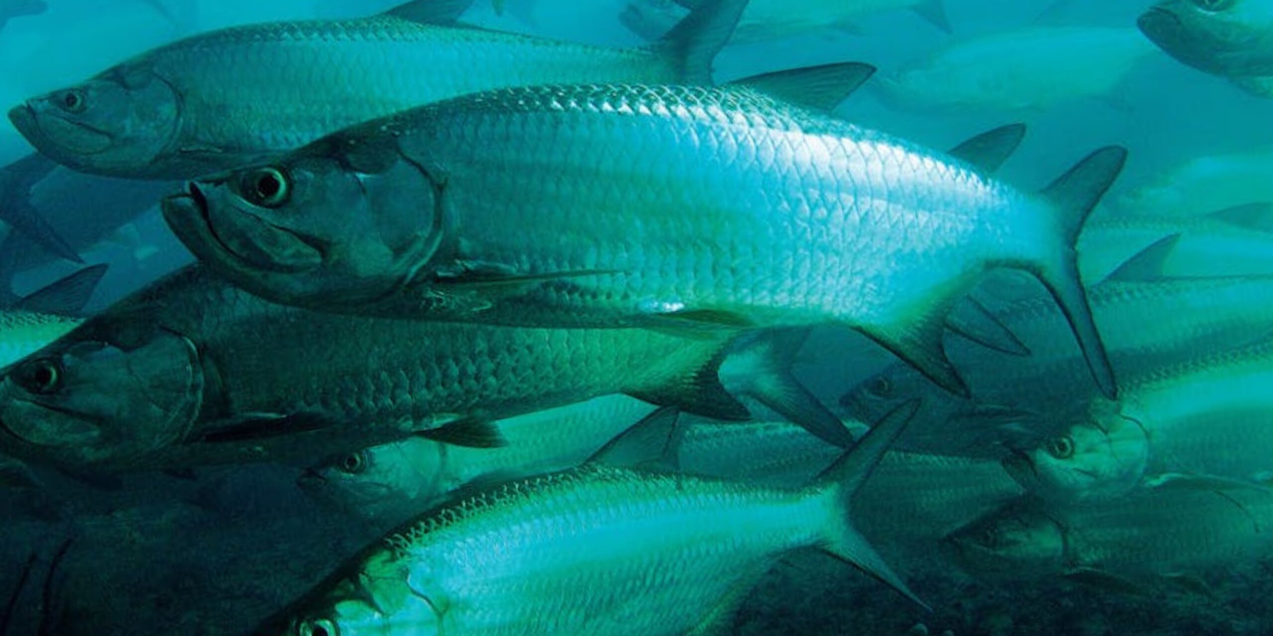Massive School of Tarpon - Migrating + Spawning - Tarpon Dreams Expeditions s1