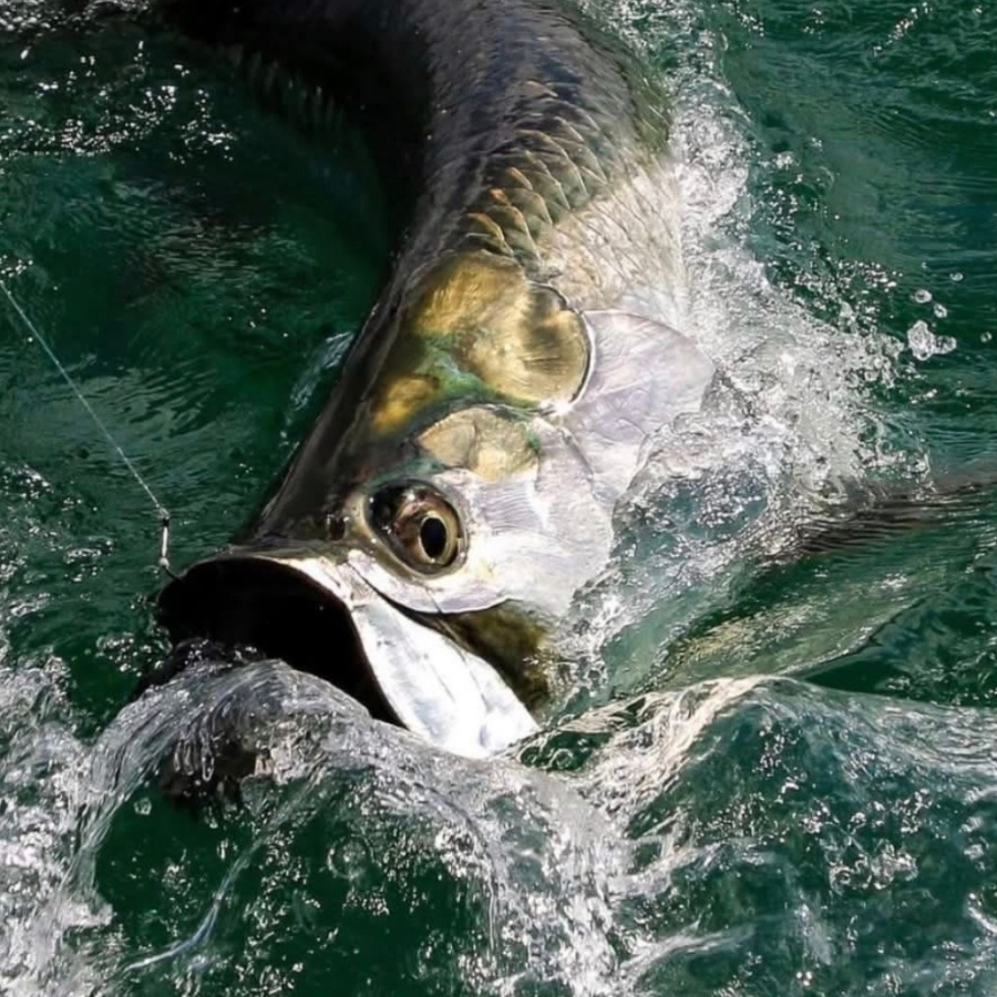 Tarpon - Button Hooked by TarponSnook.com