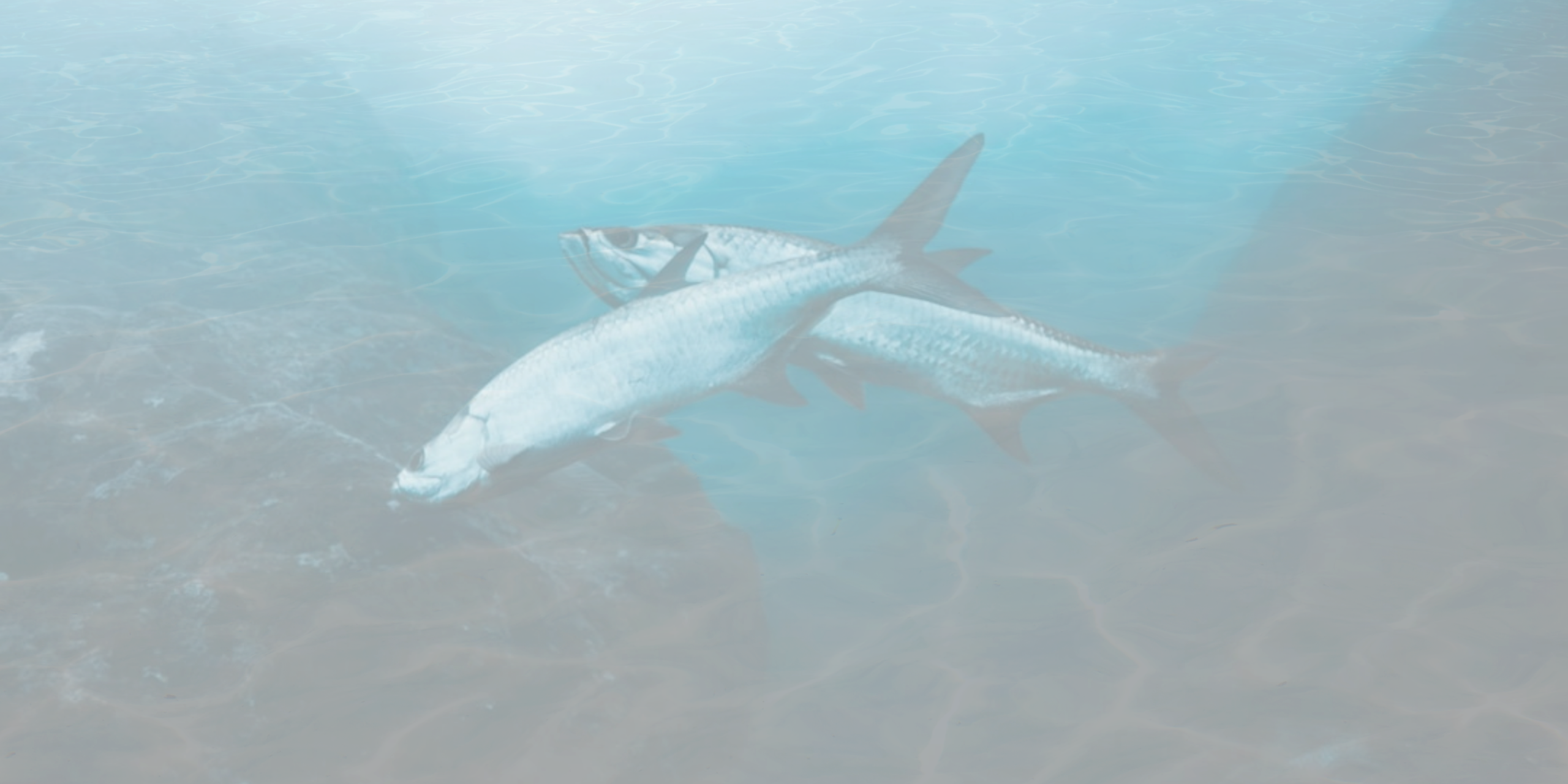 Tarpon Dreams - HERO OVERLAY - Homepage v1.a