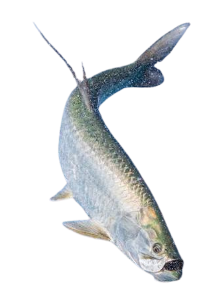 Tarpon Goes Aerial - TD Transparent