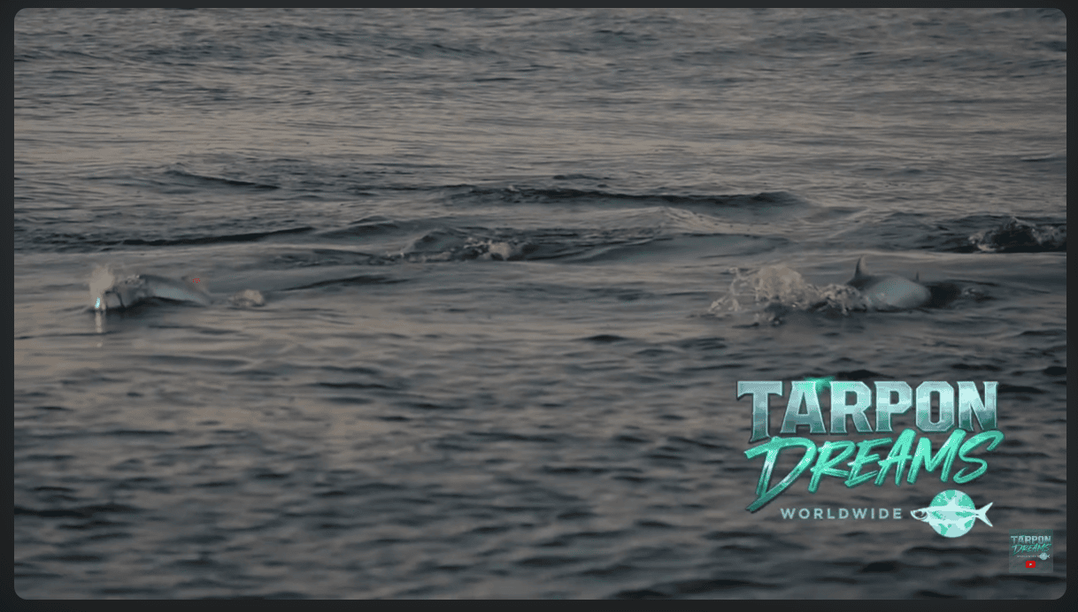 Tarpon Rolling - Tarpon Dreams - Tarpon - TD 5 Rolling Tarpon and Tarpon Behavior