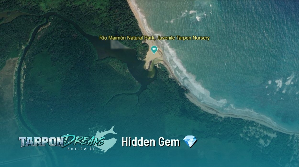 Tarpon Dreams™ Dominican Republic Rio Maimon Natural Park - Baby Tarpon Nursery - Hidden Gem💎 Tarpon Dreams™ Dominican Republic Rio Maimon Natural Park Baby Tarpon Nursery Hidden Gem💎