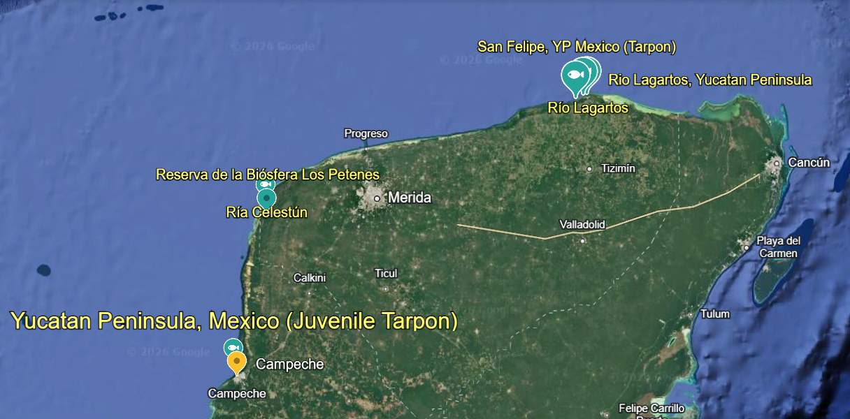 Yucatan Peninsula - Google Maps - Mexico Tarpon Fishing Yucatan Peninsula Google Maps Mexico Tarpon Fishing