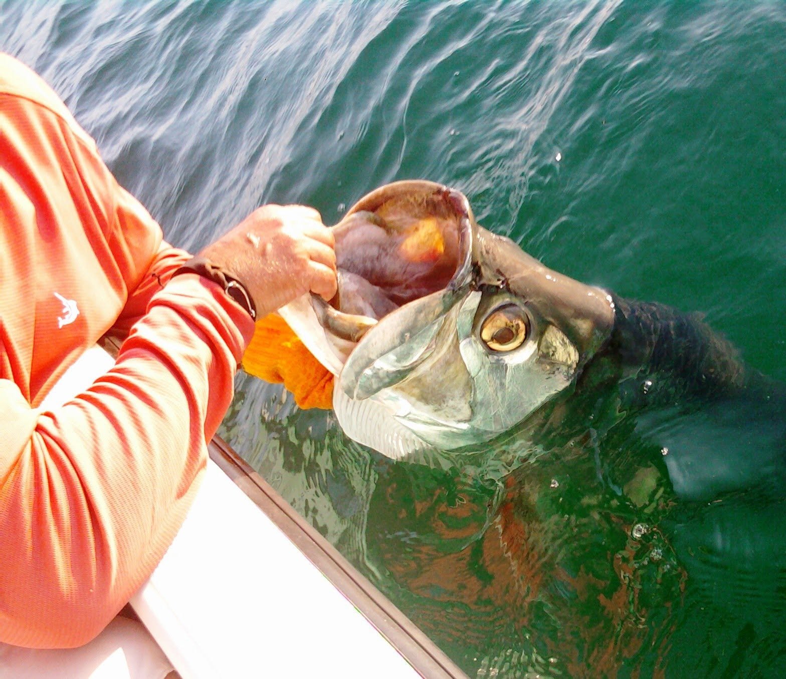 12 TARPON BOATED in ONE TRIP - David Jamison - Anna Maria Island Florida 12 TARPON BOATED in ONE TRIP David Jamison Anna Maria Island Florida
