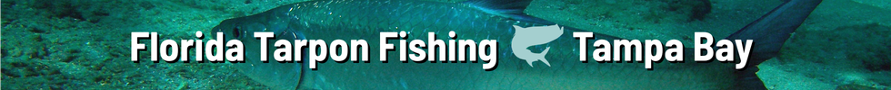 Florida Tarpon Fishing - Tampa Bay Florida Tarpon Fishing Tampa Bay