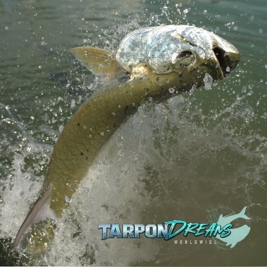 Florida-Tarpon-Fishing Florida Tarpon Fishing
