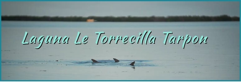 Laguna Le Torrecilla Tarpon Banner Laguna Le Torrecilla Tarpon - Rolling Tarpon - Banner Loiza Carolina San Jaun Puerto Rico