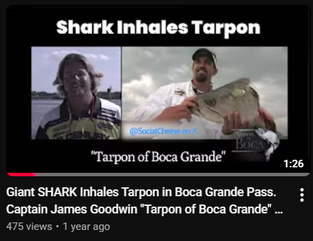 Shark Inhales Tarpon The Tarpon of Boca TV Trailer