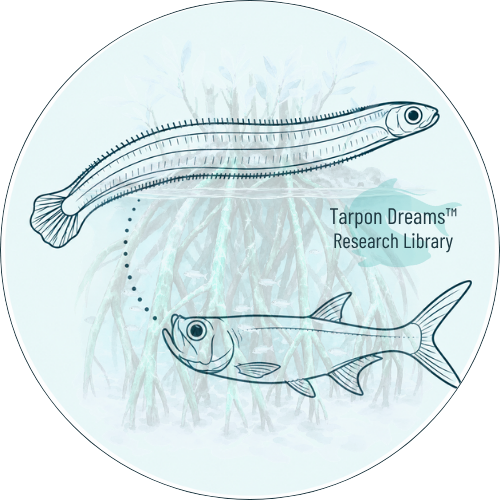 TD Research Library - BABY TARPON TD Research Library BABY TARPON