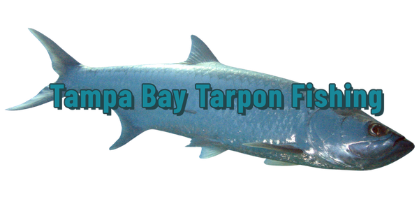 Tampa Bay Tarpon Fishing - Tarpon Dreams™ Image Tampa Bay Tarpon Fishing Tarpon Dreams™ Image