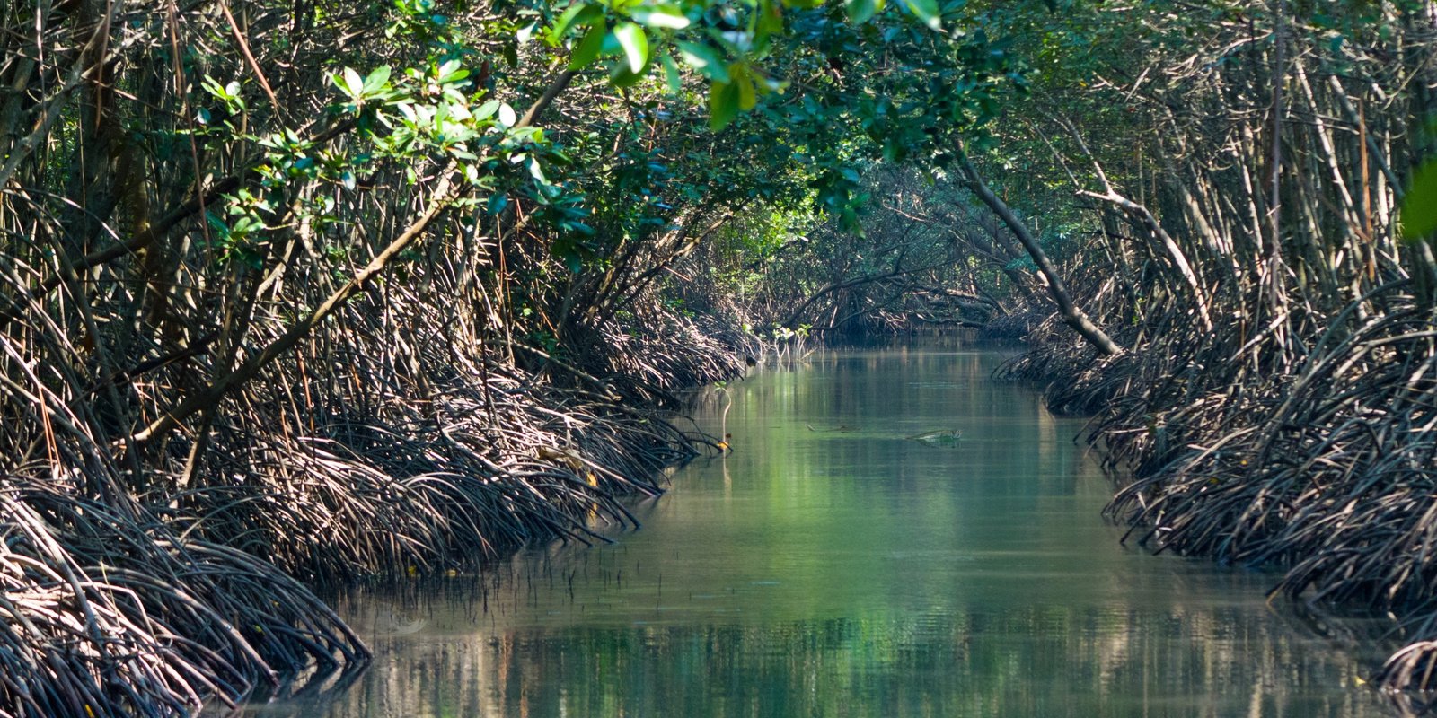 Tarpon Dreams HERO Tarpon Resources Mangrove Canal BG Tarpon Dreams HERO Tarpon Resources Mangrove Canal Juvenile Tarpon BG