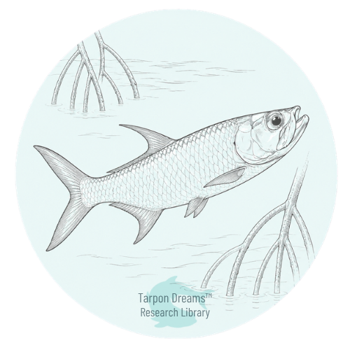 Tarpon Dreams - Research Library - Juvenile Tarpon Tarpon Dreams – Research Library – Juvenile Tarpon