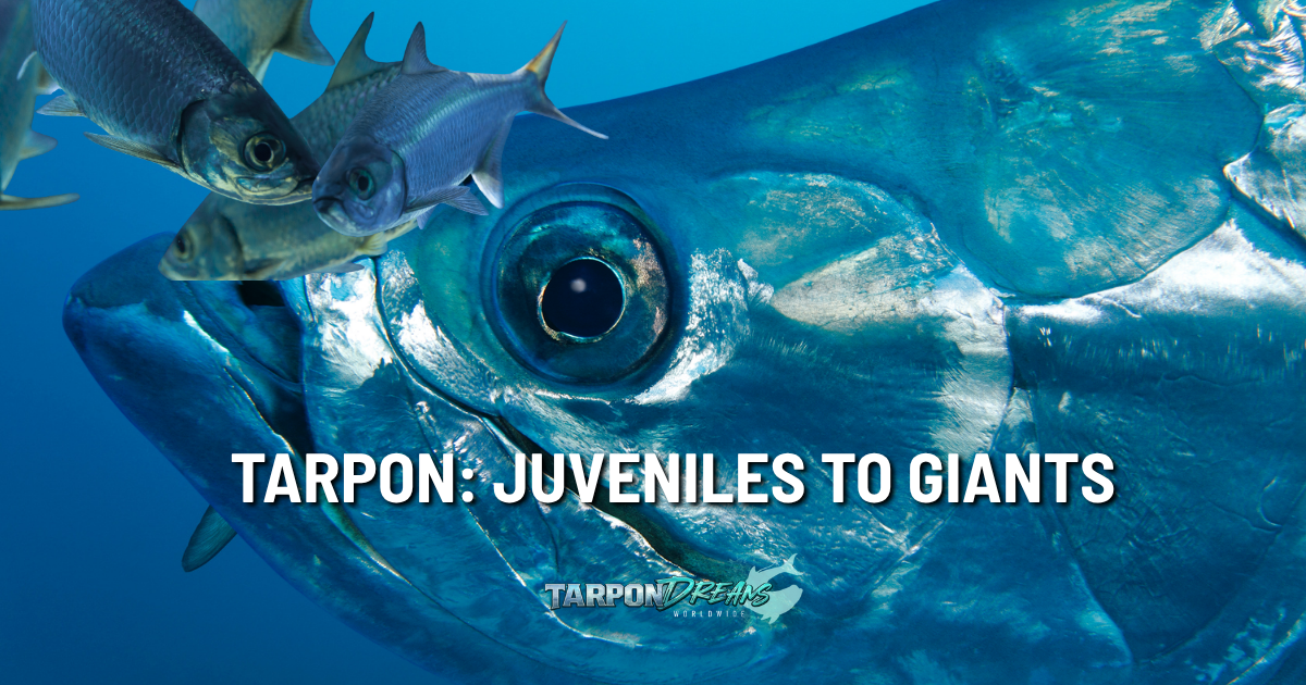 Tarpon Fishing - Juvenile Tarpon to Giant Tarpon Alt Image Tarpon Fishing - Juvenile Tarpon - Giant Tarpon
