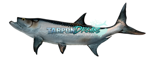 Tarpon Mount David Jamison Founder Tarpon Dreams™ Tarpon Mount David Jamison Founder Tarpon Dreams™