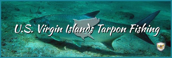U.S. Virgin Islands Tarpon Fishing U.S. Virgin Islands Tarpon Fishing