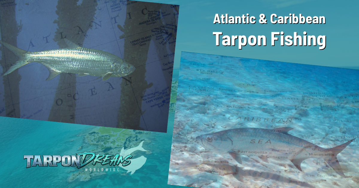 Atlantic Caribbean Tarpon Fishing