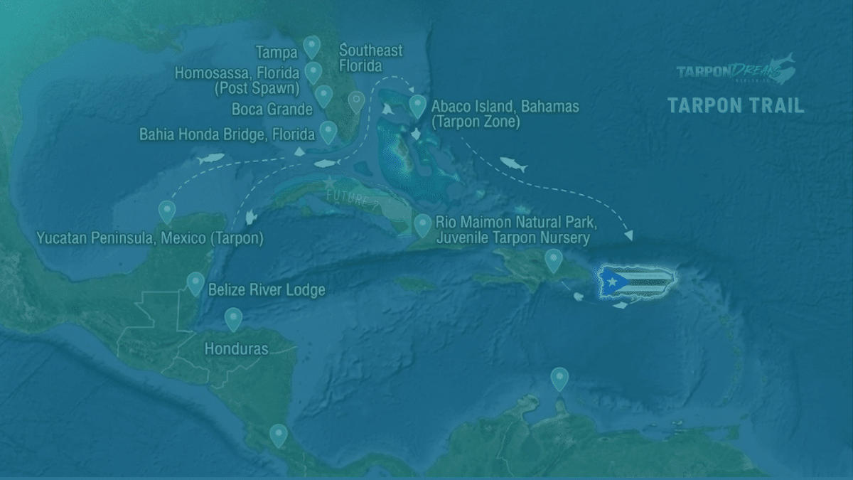 Atlantic and Caribbean Tarpon Fishing - The Tarpon Trail by Tarpon Dreams v3 Atlantic and Caribbean Tarpon Fishing - The Tarpon Trail by Tarpon Dreams v3