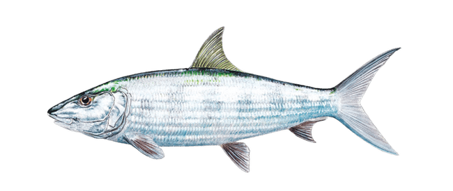 BONEFISH ILLUSTRATION