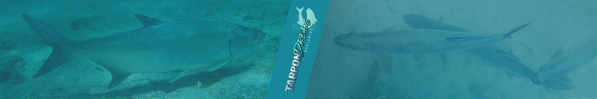 How to Choose a Great Tarpon Fishing Destination by Tarpon Dreams