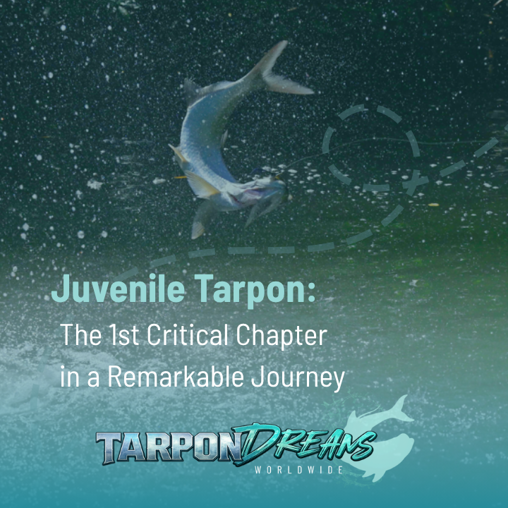 JUVENILE TARPON - The 1st Critical Chapter in a Remarkable Journey ARTICLE 8 PFKW