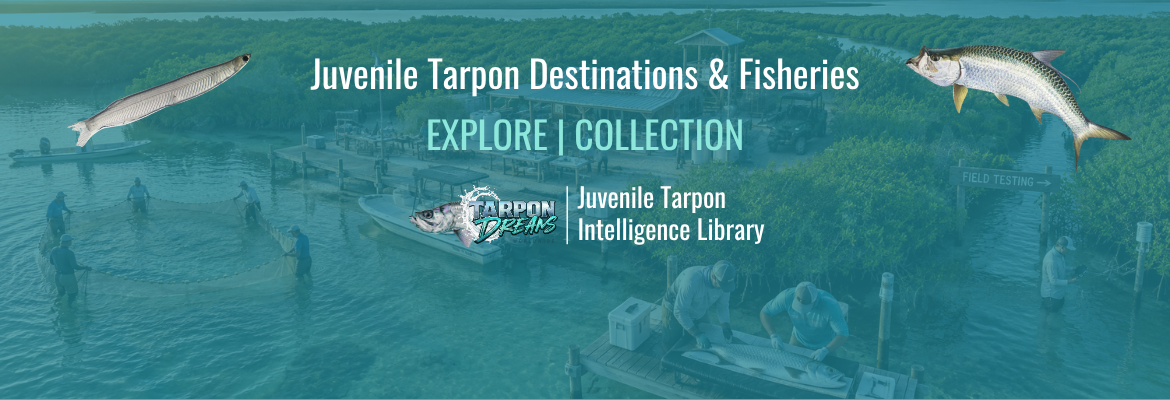 Juvenile Tarpon Destinations & Fisheries EXPLORE COLLECTION Lesson Cover