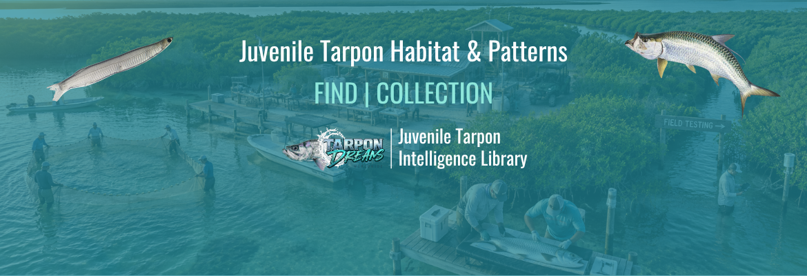 Juvenile Tarpon Habitat + Patterns FIND COLLECTION Lesson Cover Juvenile Tarpon Habitat + Patterns FIND COLLECTION Lesson Cover