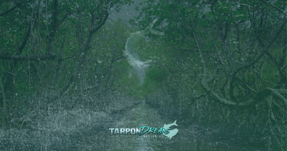 Juvenile Tarpon - Where the Real Journey Begins by Tarpon Dreams
