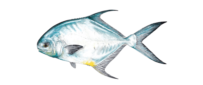 PERMIT ILLUSTRATION