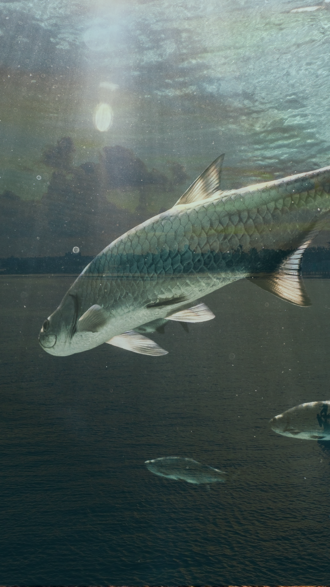 [Portrait] Tarpon Dreams™ TRIPS HERO BG Standard v3.2