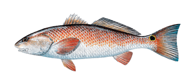 REDFISH ILLUSTRATION