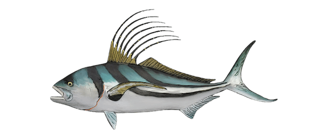 Roosterfish