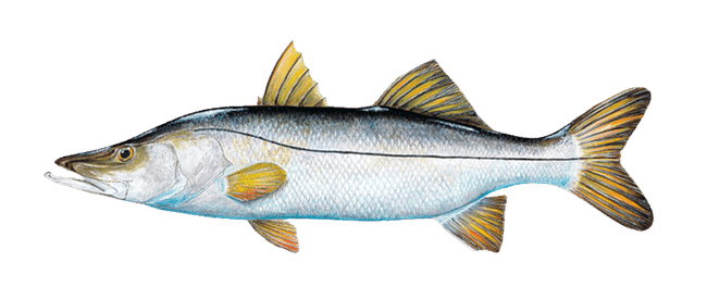 SNOOK ILLUSTRATION