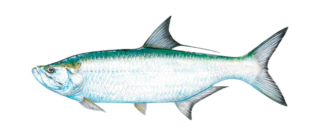 TARPON