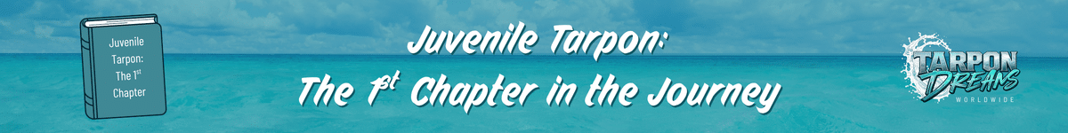 Tarpon Dreams -Juvenile Tarpon - The First Chapter Journal Post Banner Tarpon Dreams -Juvenile Tarpon - The First Chapter Journal Post Banner