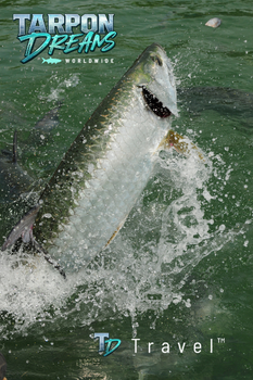 Tarpon Jumping - Tarpon Dreams Tarpon Jumping by Tarpon Dreams