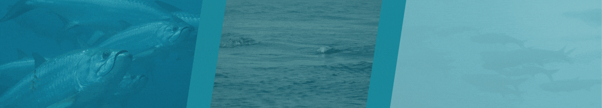 The Best Time to Fish for Tarpon - Deciding on Trip Dates by Tarpon Dreams™ The Best Time to Fish for Tarpon - Deciding on Trip Dates by Tarpon Dreams™