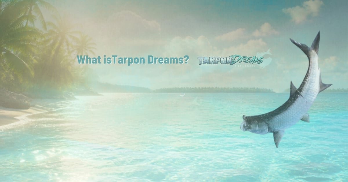 What is Tarpon Dreams? Journal Article #1 9/10/2026