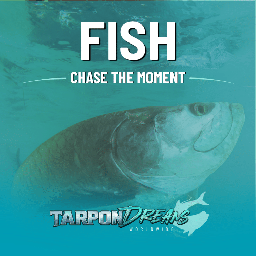 FISH - TARPON DREAMS™ 1 OF CORE FOUR